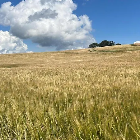 Wunderschoenes Grosses Reetdachhaus Zwischen Selenter Und Ostsee * Kohn